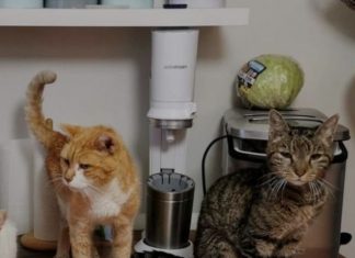 Adaptación del hogar “Espacios recreativos para felinos”