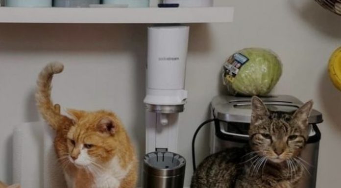 Adaptación del hogar “Espacios recreativos para felinos”