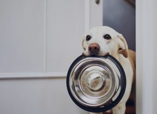 ¿Mi perro puede ser vegano? Veganismo en mascotas