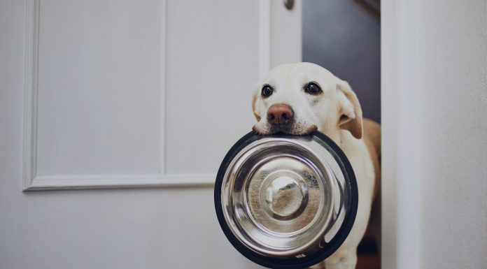 ¿Mi perro puede ser vegano? Veganismo en mascotas