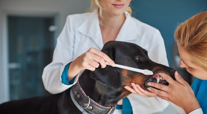 ¿Cómo cuidar el estilo de vida de mi perro durante la contingencia?