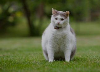 Evita la obesidad en tus mascotas Obesidad en mascotas
