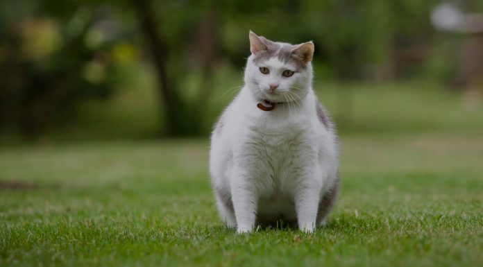 Evita la obesidad en tus mascotas Obesidad en mascotas
