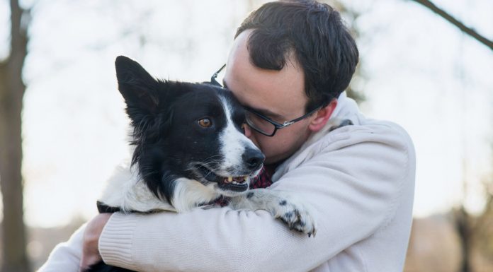 Ansiedad por separación, una problemática de la nueva normalidad Cuidado Animal