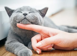 Me mudé con mi pareja ¿cómo puedo adaptar a mis gatos a la convivencia con los suyos? Gastos y pareja