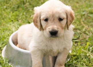 La importancia de la nutrición en los cachorros Cachorro