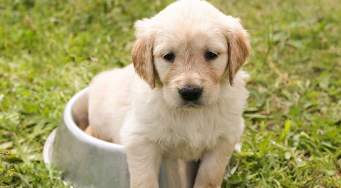 La importancia de la nutrición en los cachorros Cachorro