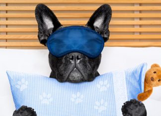 Humanización de las mascotas Humanización de las mascotas