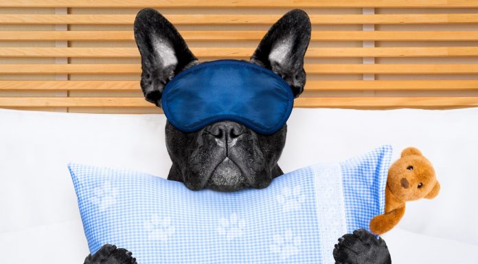 Humanización de las mascotas Humanización de las mascotas