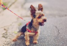 Beneficios de pasear a tu mascota beneficios Mascotas
