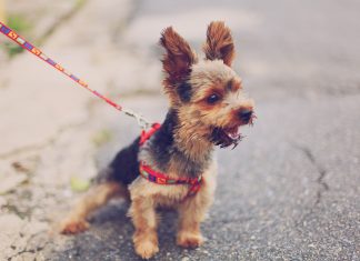 Beneficios de pasear a tu mascota beneficios Mascotas