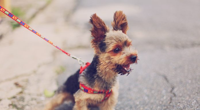 Beneficios de pasear a tu mascota beneficios Mascotas