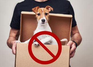 Una mascota no es un juguete Mascota