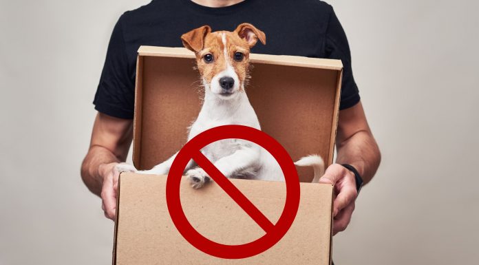 Una mascota no es un juguete Mascota