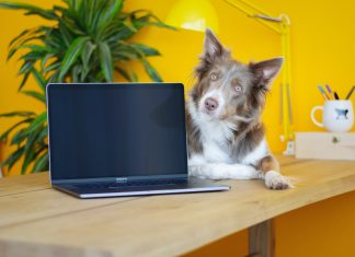 Cómo denunciar el maltrato animal Maltrato animal