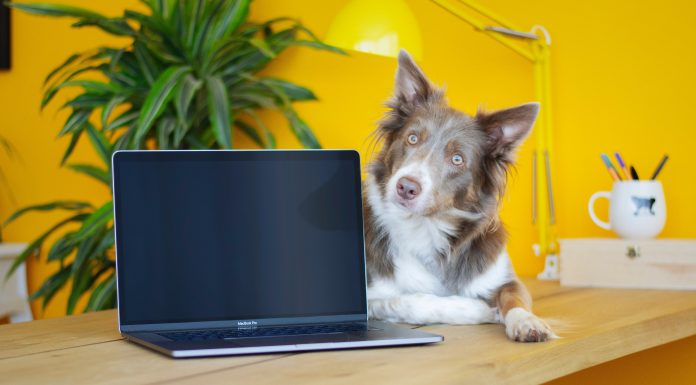 Cómo denunciar el maltrato animal Maltrato animal