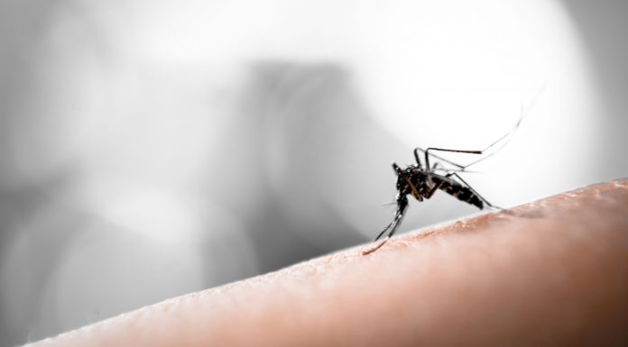 Paludismo, una parasitosis de importancia Paludismo