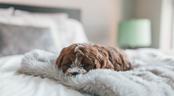 Integración de familias con mascotas Convivencia con mascotas