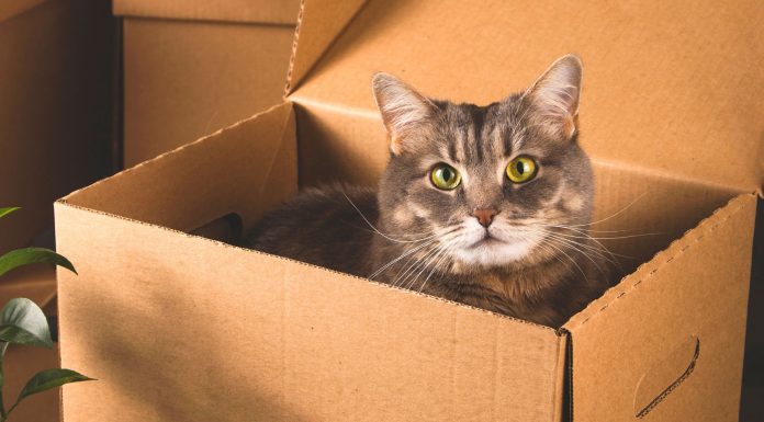 ¿Cómo hacer que tu gato se adapte a una mudanza? Mudanza con gato