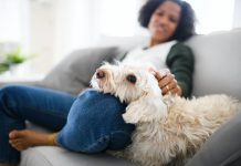 Mascotas de apoyo emocional Mascotas de apoyo