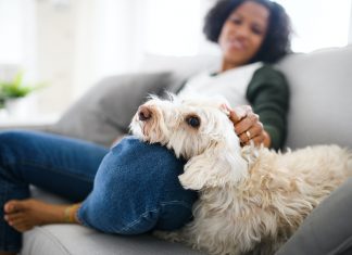 Mascotas de apoyo emocional Mascotas de apoyo