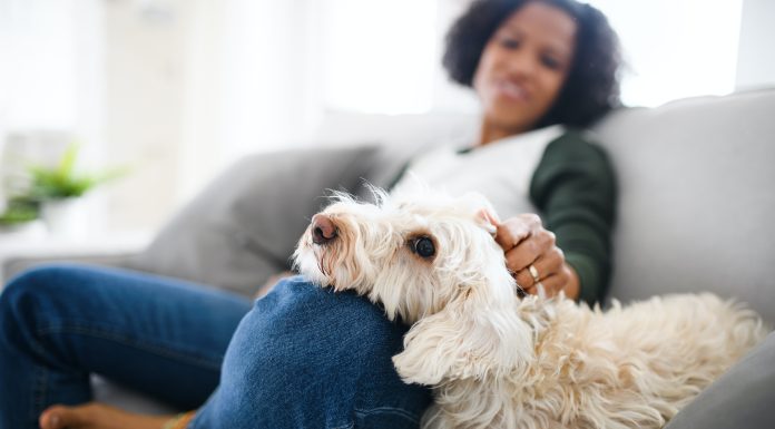 Mascotas de apoyo emocional Mascotas de apoyo