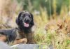 La adopción también es inclusión Adopción