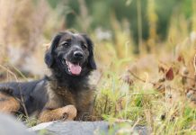 La adopción también es inclusión Adopción