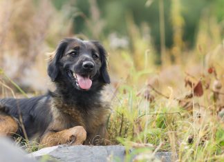 La adopción también es inclusión Adopción