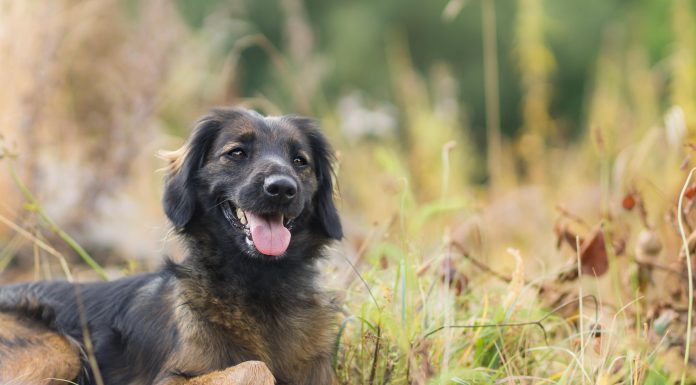 La adopción también es inclusión Adopción