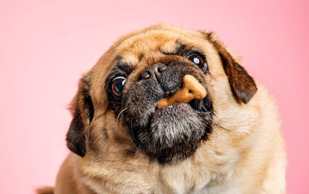 Complicaciones por sobrepeso en mascotas