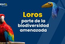 Loros, especie amenazada