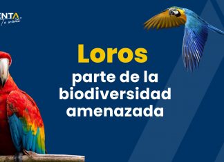 Loros, especie amenazada
