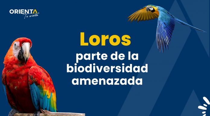 Loros, especie amenazada